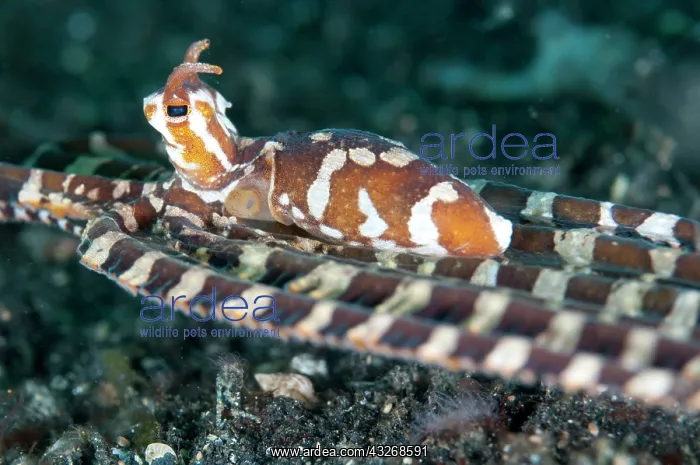 : 80184456 Wunderpus Octopus - hunting on black sand : 80184456 Wunderpus Octopus - hunting on black sand