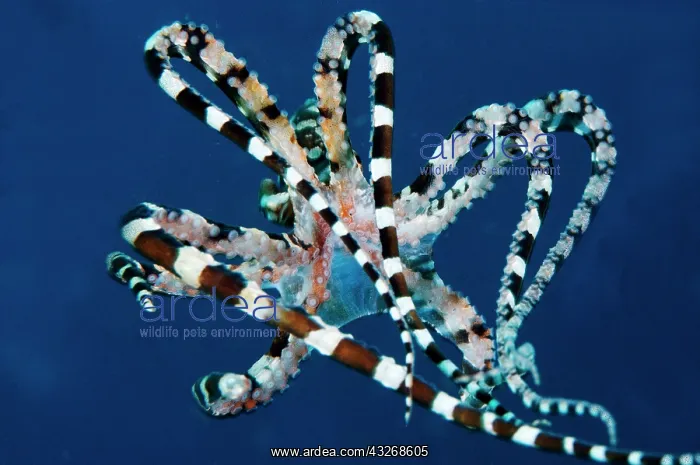  : 80184457 Wunderpus Octopus - free-swimming dive