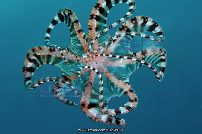  : 80184458 Wunderpus Octopus - free-swimming dive