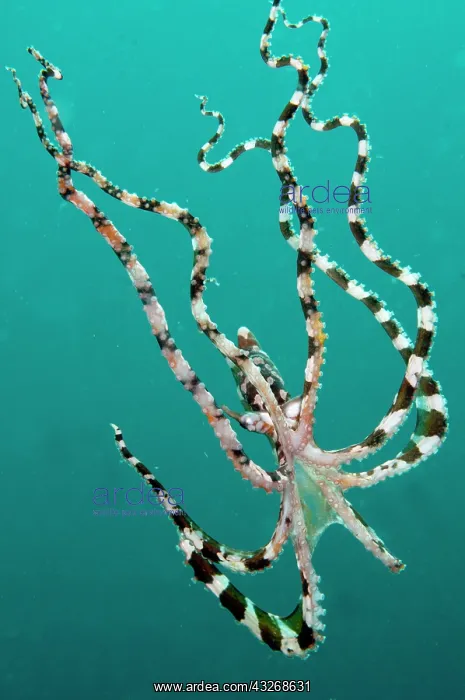 : 80184459 Wunderpus Octopus - free-swimming dive : 80184459 Wunderpus Octopus - free-swimming dive