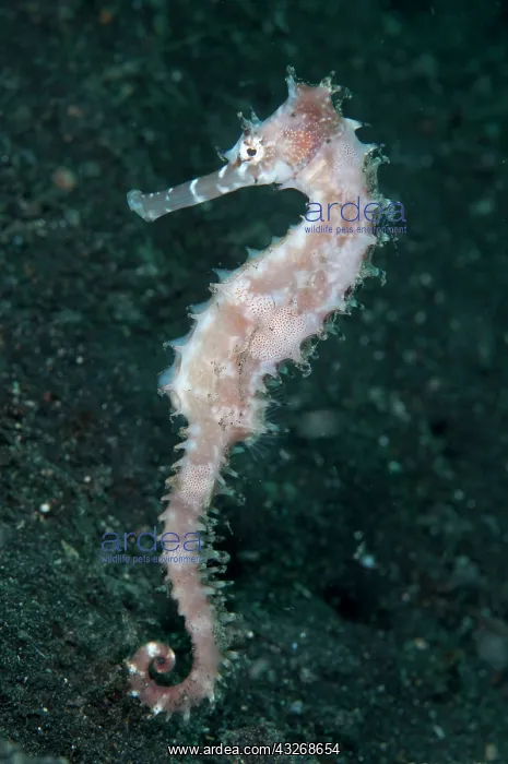: 80184461 Thorny Seahorse - free-swimming dive site : 80184461 Thorny Seahorse - free-swimming dive site