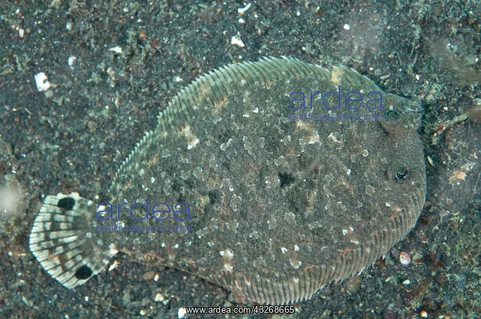 : 80184462 Largescale Flounder dive site, Lembeh Straits : 80184462 Largescale Flounder dive site, Lembeh Straits
