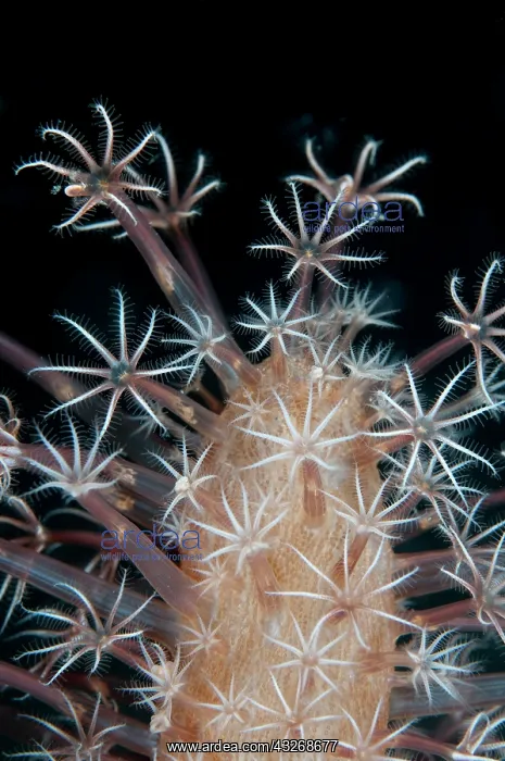 : 80184463 Sea Pen - polyps during night dive dive : 80184463 Sea Pen - polyps during night dive dive
