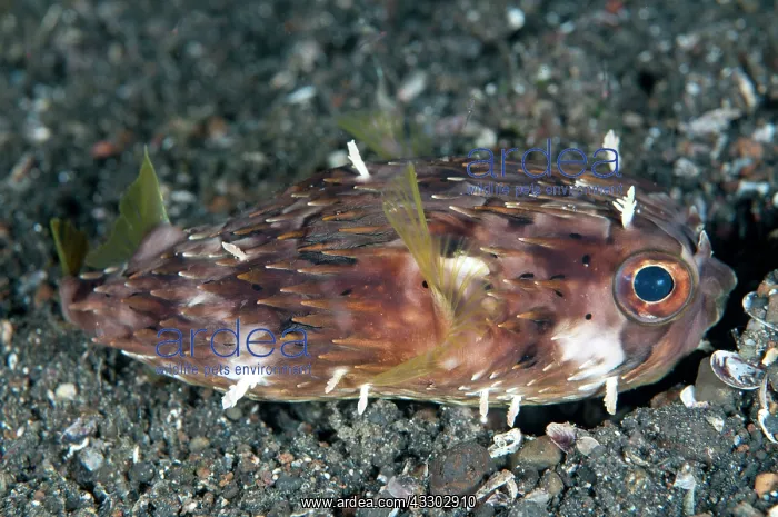 : 80184464 Balloonfish - with appendages on black : 80184464 Balloonfish - with appendages on black