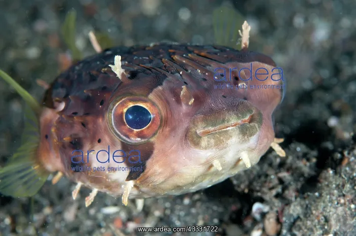 : 80184465 Balloonfish - with appendages on black : 80184465 Balloonfish - with appendages on black