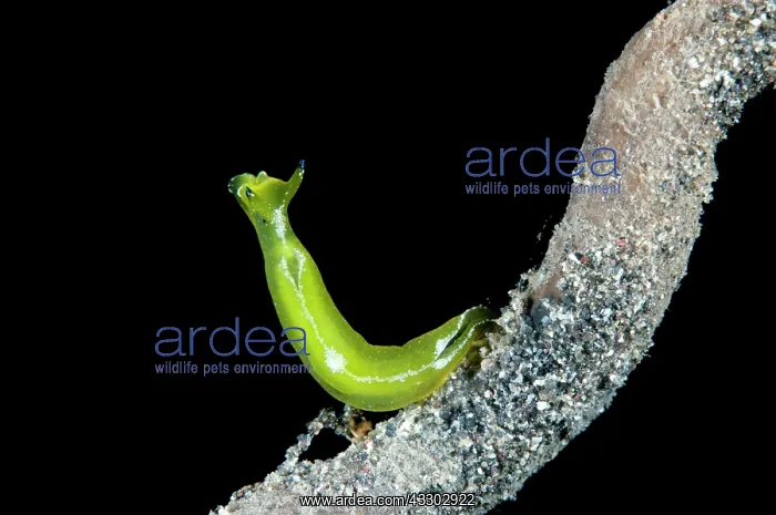 : 80184466 Halimeda Sapsucking Slug - raised up smelling : 80184466 Halimeda Sapsucking Slug - raised up smelling