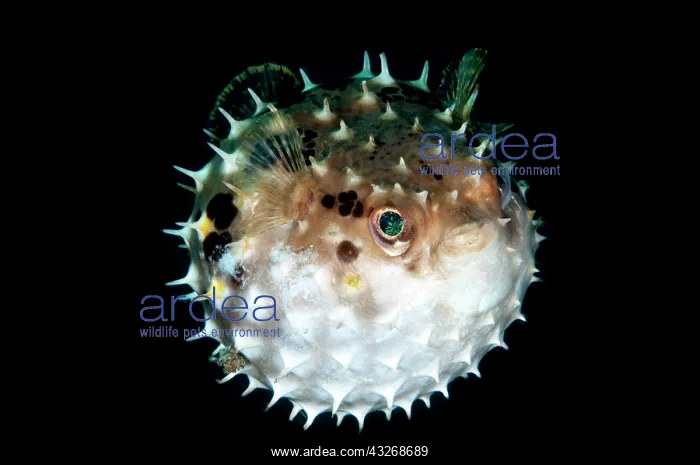 : 80184467 Orbicular Burrfish - Inflated dive site : 80184467 Orbicular Burrfish - Inflated dive site