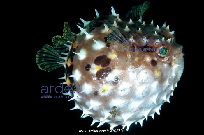 : 80184468 Orbicular Burrfish - Inflated dive site : 80184468 Orbicular Burrfish - Inflated dive site