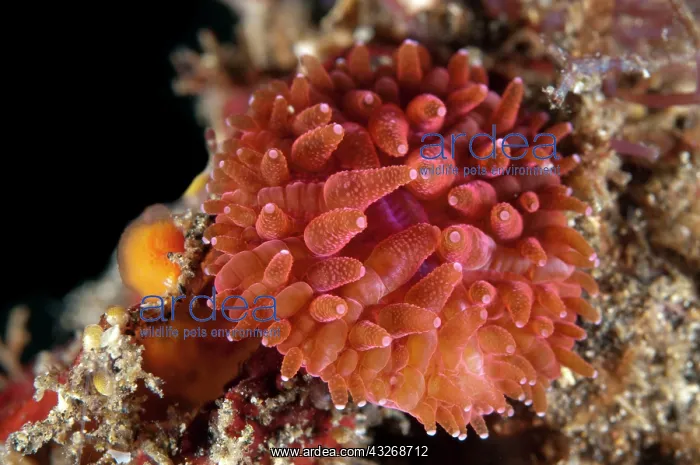 : 80184469 Disc Coral - with red polyps dive site : 80184469 Disc Coral - with red polyps dive site