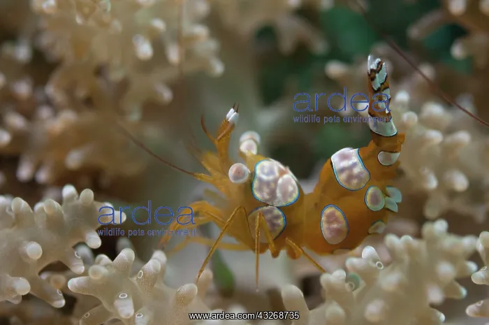 : 80184471 Squat Shrimp - on anemone dive site, Lembeh : 80184471 Squat Shrimp - on anemone dive site, Lembeh