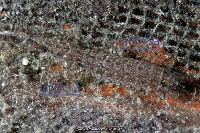  : 80184472 Checkered-eye Mantis Shrimp - on black