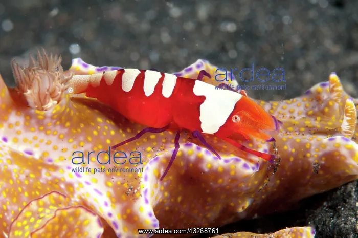 : 80184473 Emperor Shrimp - riding Nudibranch (Ceratosoma : 80184473 Emperor Shrimp - riding Nudibranch (Ceratosoma