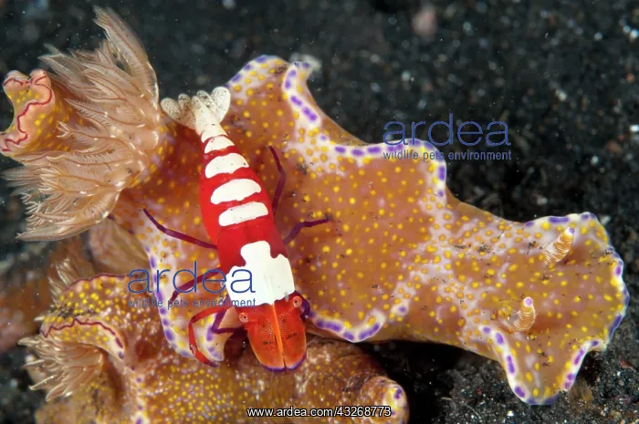 : 80184474 Emperor Shrimp - riding Nudibranch (Ceratosoma : 80184474 Emperor Shrimp - riding Nudibranch (Ceratosoma