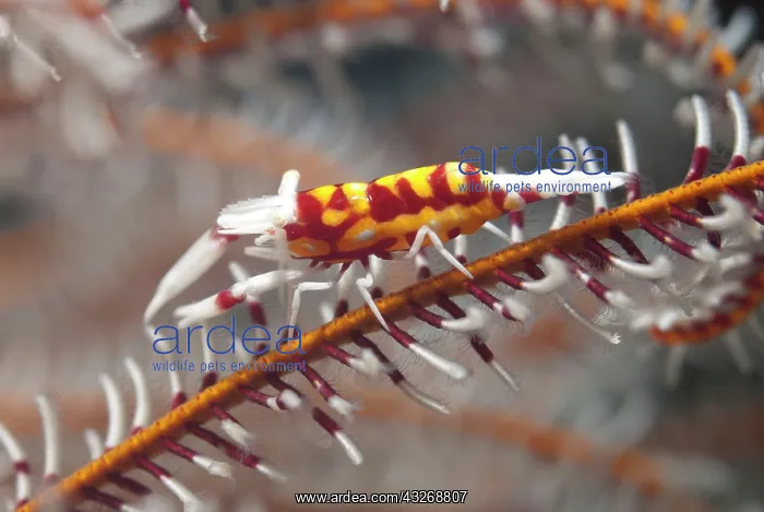 : 80184477 Crinoid Shrimp - in crinoid dive site : 80184477 Crinoid Shrimp - in crinoid dive site