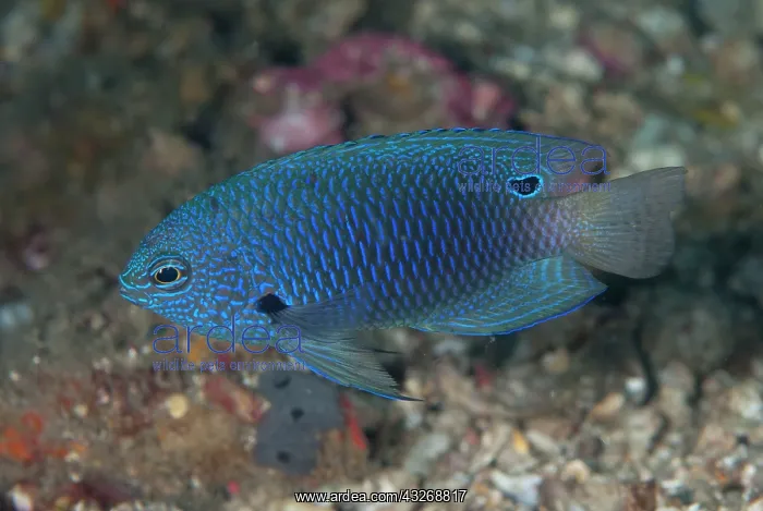 : 80184478 Nagasaki Damselfish dive site, Lembeh Straits : 80184478 Nagasaki Damselfish dive site, Lembeh Straits