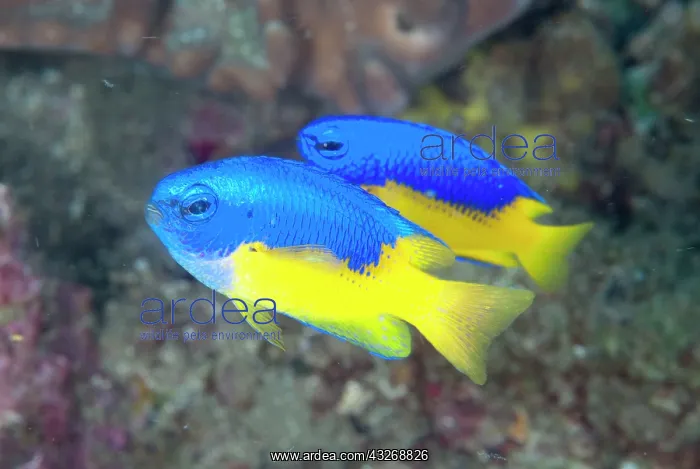 : 80184479 Goldbelly Damselfish - pair dive site : 80184479 Goldbelly Damselfish - pair dive site