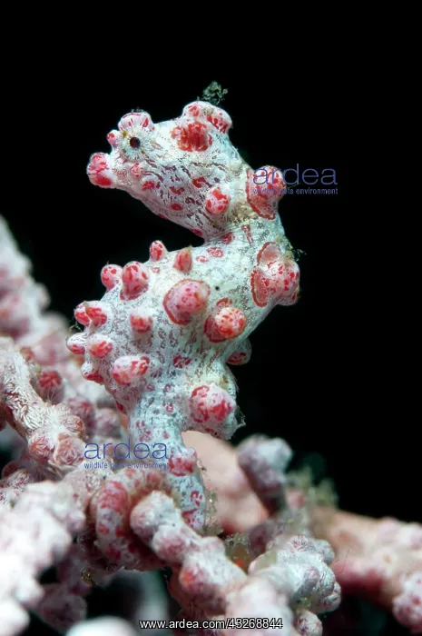 : 80184481 Pygmy Seahorse - on sea fan dive site : 80184481 Pygmy Seahorse - on sea fan dive site