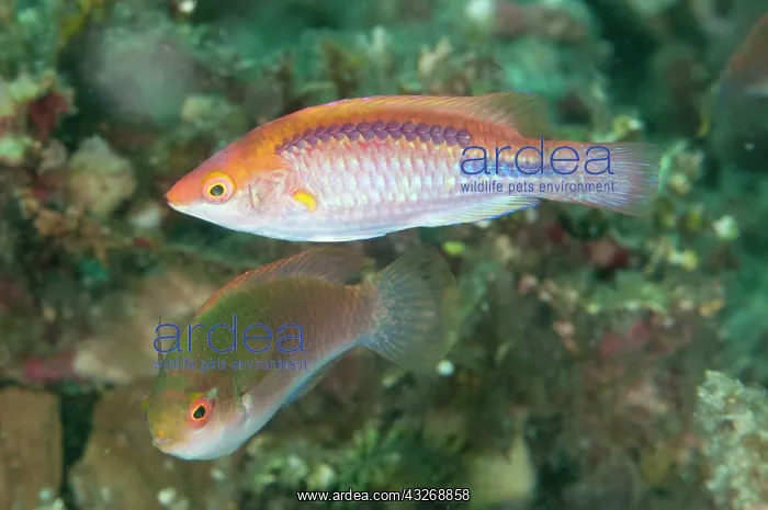 : 80184482 Lubbok's Fairy-Wrasse dive site, Lembeh : 80184482 Lubbok's Fairy-Wrasse dive site, Lembeh