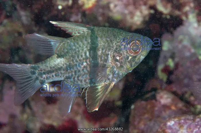 : 80184484 Orbicular Cardinalfish dive site, Lembeh : 80184484 Orbicular Cardinalfish dive site, Lembeh