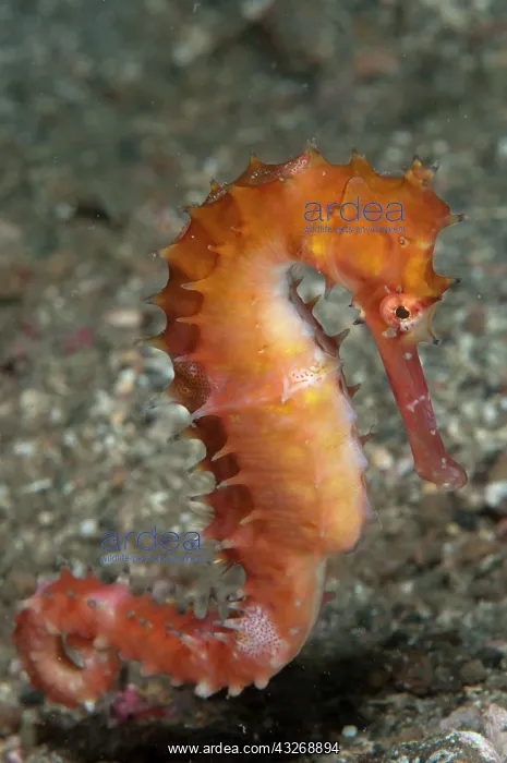 : 80184485 Thorny Seahorse - free-swimming above black : 80184485 Thorny Seahorse - free-swimming above black