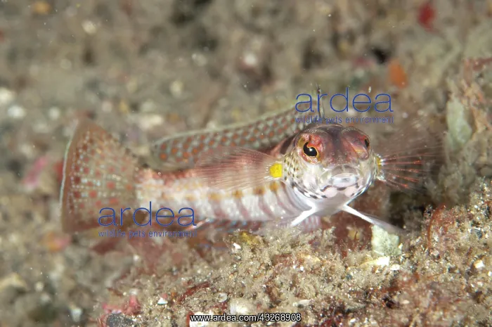 : 80184486 Blackfin Sandperch dive site, Lembeh Straits : 80184486 Blackfin Sandperch dive site, Lembeh Straits