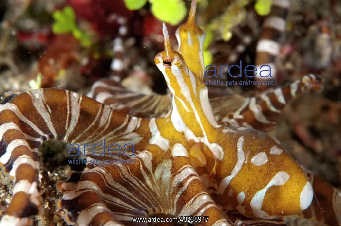 : 80184487 Wunderpus Octopus - hunting on black sand : 80184487 Wunderpus Octopus - hunting on black sand