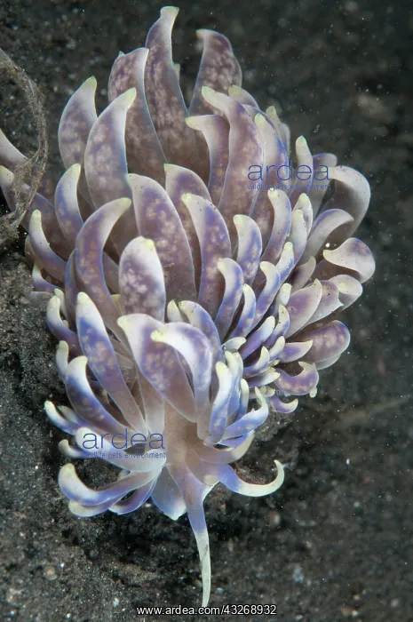 : 80184489 Phyllodesmium Nudibranch - on black sand : 80184489 Phyllodesmium Nudibranch - on black sand
