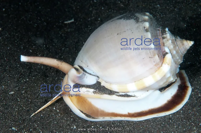 : 80184491 Helmet Shell - on black sand dive site : 80184491 Helmet Shell - on black sand dive site