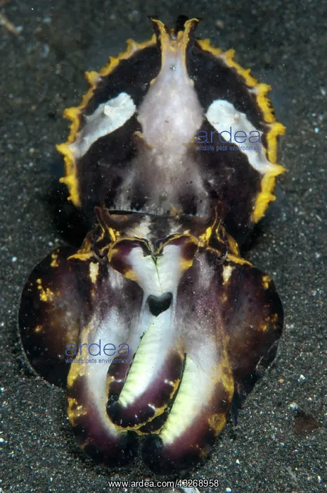 : 80184492 Pfeffer's Flamboyant Cuttlefish - in defensive : 80184492 Pfeffer's Flamboyant Cuttlefish - in defensive
