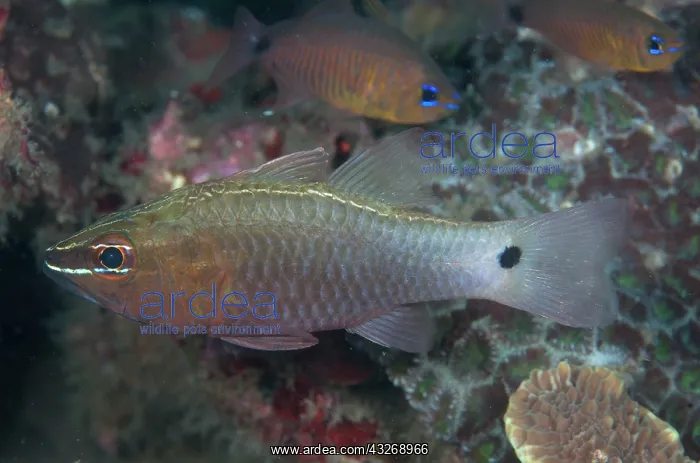  : 80184493 Hartzfeld's Cardinalfish - with Flower