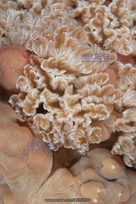 : 80184494 Lumpy Asteronotus Nudibranch - gills during : 80184494 Lumpy Asteronotus Nudibranch - gills during