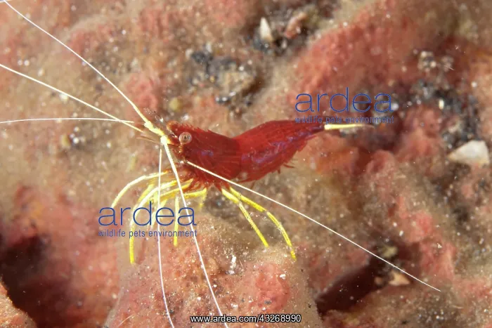 : 80184496 Red-striped Shrimp - with yellow legs on : 80184496 Red-striped Shrimp - with yellow legs on