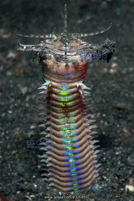 : 80184498 Bobbit Worm - with jaws open outside of : 80184498 Bobbit Worm - with jaws open outside of