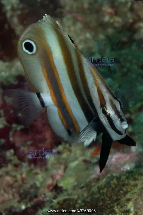 : 80184499 Two-eyed Coralfish dive site, Lembeh Straits : 80184499 Two-eyed Coralfish dive site, Lembeh Straits