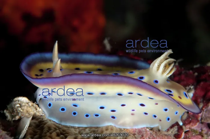 : 80184501 Kune's Chromodoris Nudibranch - displaying : 80184501 Kune's Chromodoris Nudibranch - displaying