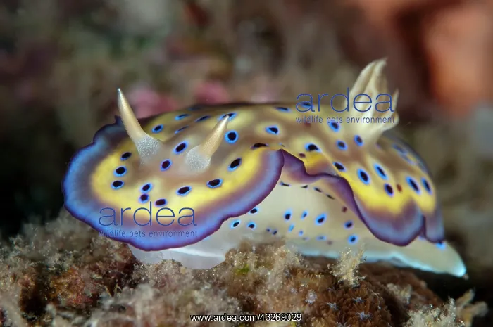 : 80184502 Kune's Chromodoris Nudibranch dive site : 80184502 Kune's Chromodoris Nudibranch dive site