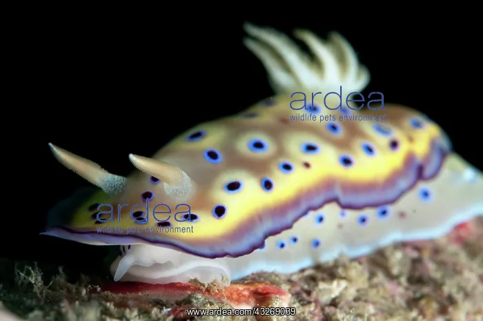 : 80184503 Kune's Chromodoris Nudibranch - feeding : 80184503 Kune's Chromodoris Nudibranch - feeding