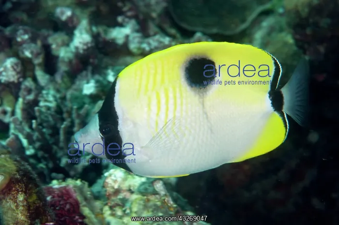 : 80184504 Teardrop Butterflyfish dive site, Lembeh : 80184504 Teardrop Butterflyfish dive site, Lembeh