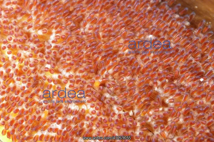  : 80184505 Anemonefish eggs Jahir dive site, Lembeh