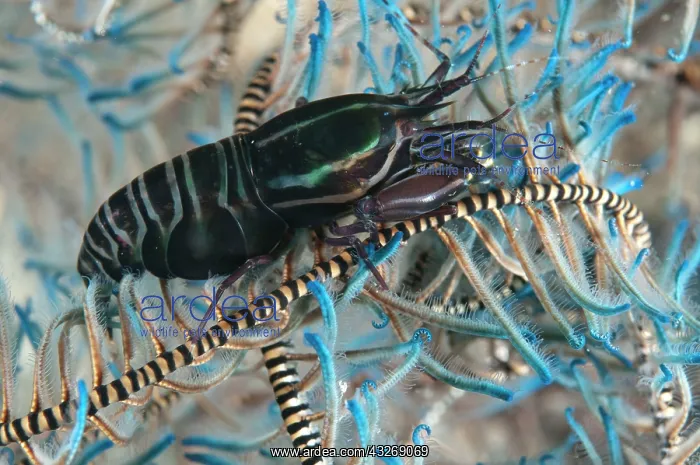 : 80184507 Striped Snapping Shrimp - on Crinoid dive : 80184507 Striped Snapping Shrimp - on Crinoid dive