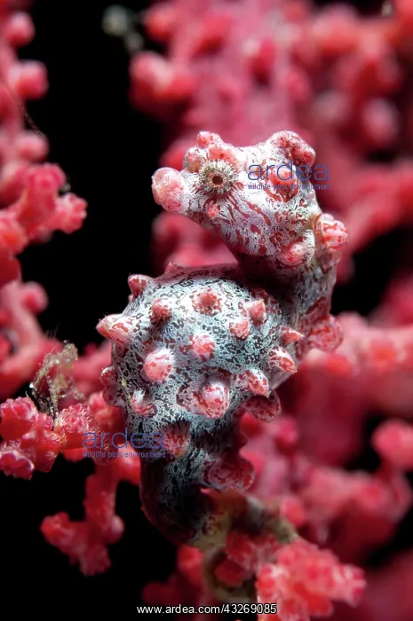 : 80184510 Pygmy Seahorse - on sea fan dive site : 80184510 Pygmy Seahorse - on sea fan dive site