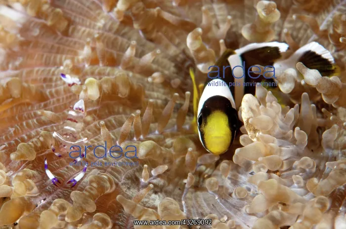 : 80184511 Saddleback Anemonefish - with Holthuis : 80184511 Saddleback Anemonefish - with Holthuis