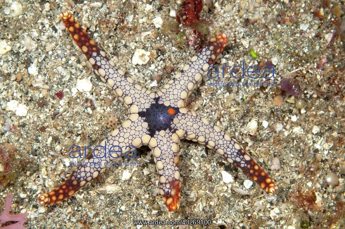  : 80184512 Heffernan's Sea Star dive site, Lembeh