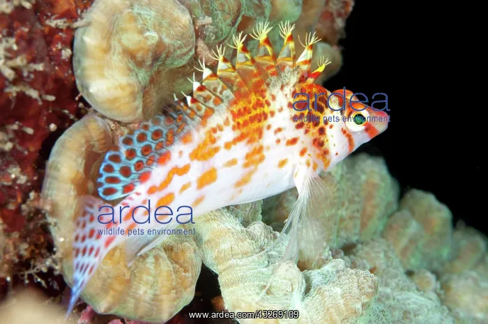 : 80184513 Dwarf Hawkfish dive site, Lembeh Straits : 80184513 Dwarf Hawkfish dive site, Lembeh Straits