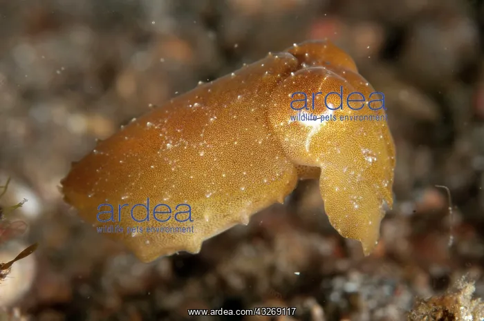 : 80184514 Broadclub Cuttlefish - Juvenile golden : 80184514 Broadclub Cuttlefish - Juvenile golden