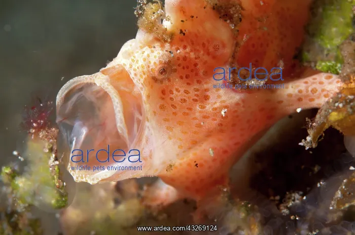 : 80184515 Painted Frogfish - yawning dive site, Lembeh : 80184515 Painted Frogfish - yawning dive site, Lembeh
