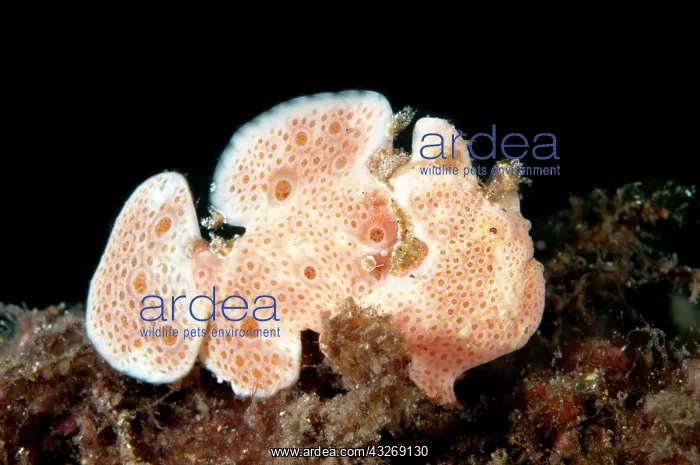 : 80184516 Painted Frogfish dive site, Lembeh Straits : 80184516 Painted Frogfish dive site, Lembeh Straits