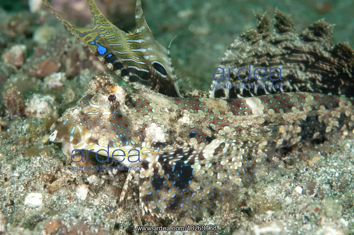 : 80184517 Fingered Dragonet - with fins extended : 80184517 Fingered Dragonet - with fins extended