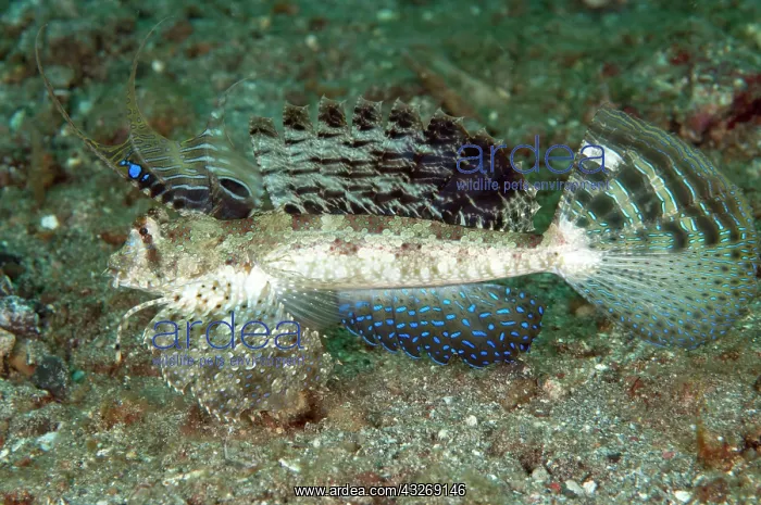 : 80184518 Fingered Dragonet - with fins extended : 80184518 Fingered Dragonet - with fins extended