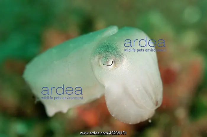 : 80184519 Broadclub Cuttlefish - Juvenile white color : 80184519 Broadclub Cuttlefish - Juvenile white color